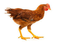 Hen (Female Chicken)- Young