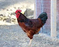 Rooster (Male Chicken)- Young