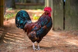 Rooster (Male Chicken)- Old