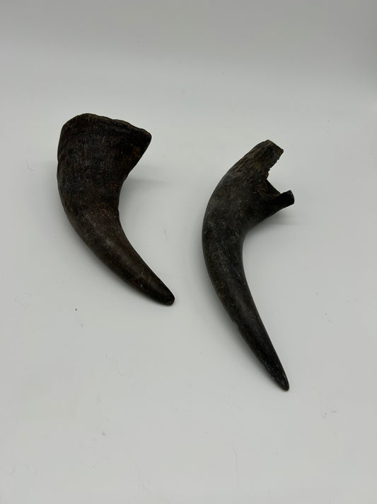 Oya Buffalo Horn