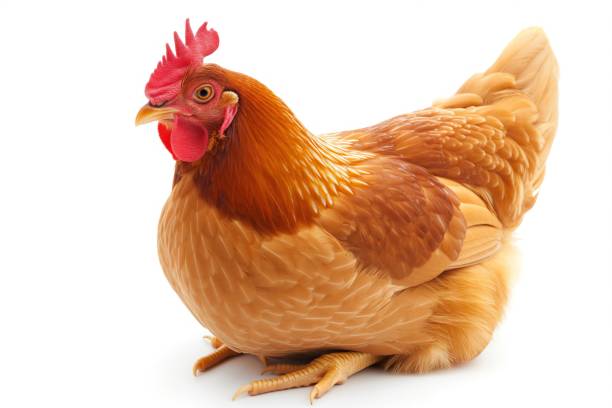 Hen (Female Chicken)- Old