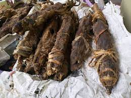 Okete - Giant African Rat